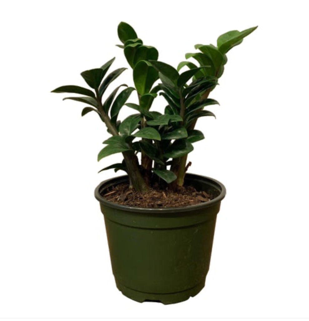Zamioculcas zamiifolia &