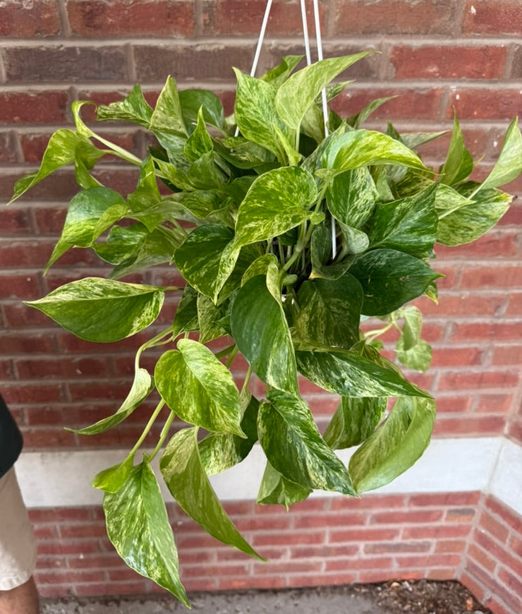 Epipremnum aureum &