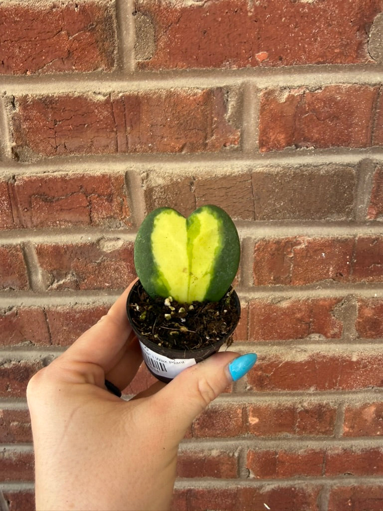 Hoya Kerrii "Flame" | Wax Plant