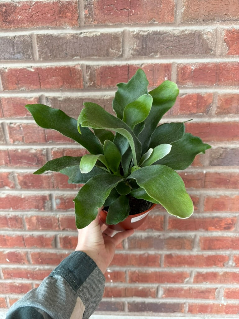 Platycerium Bifurcatum | Staghorn Fern