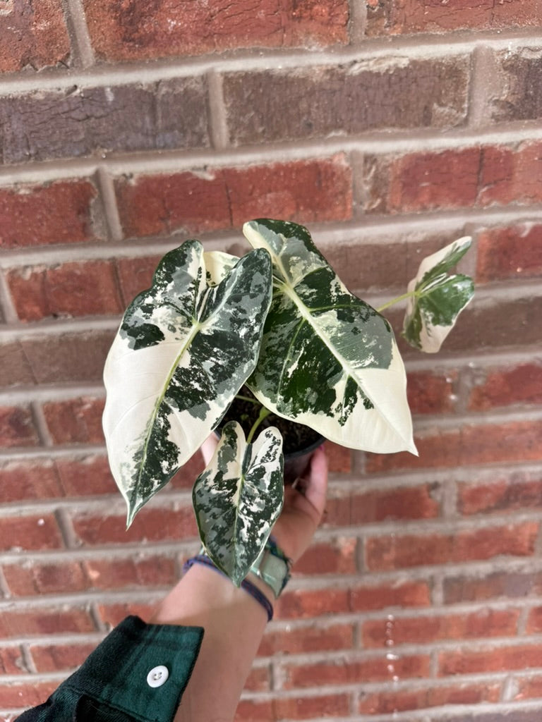 Alocasia &