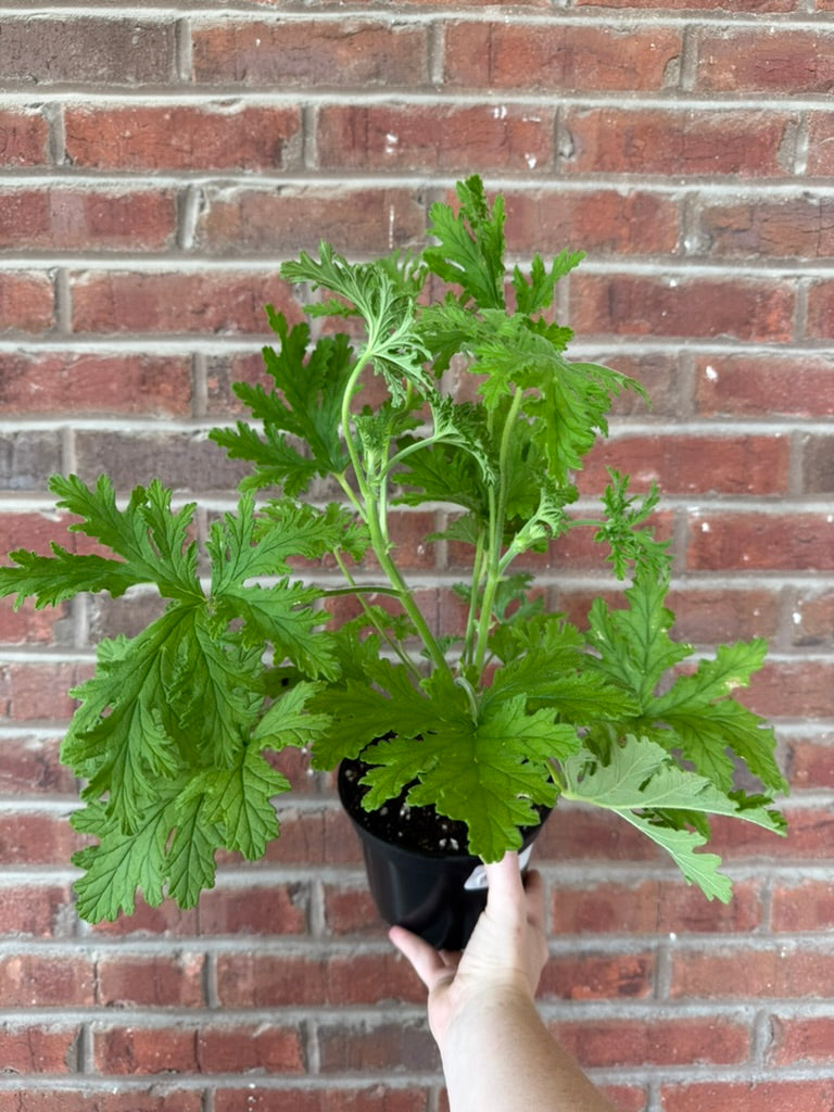 Citronella