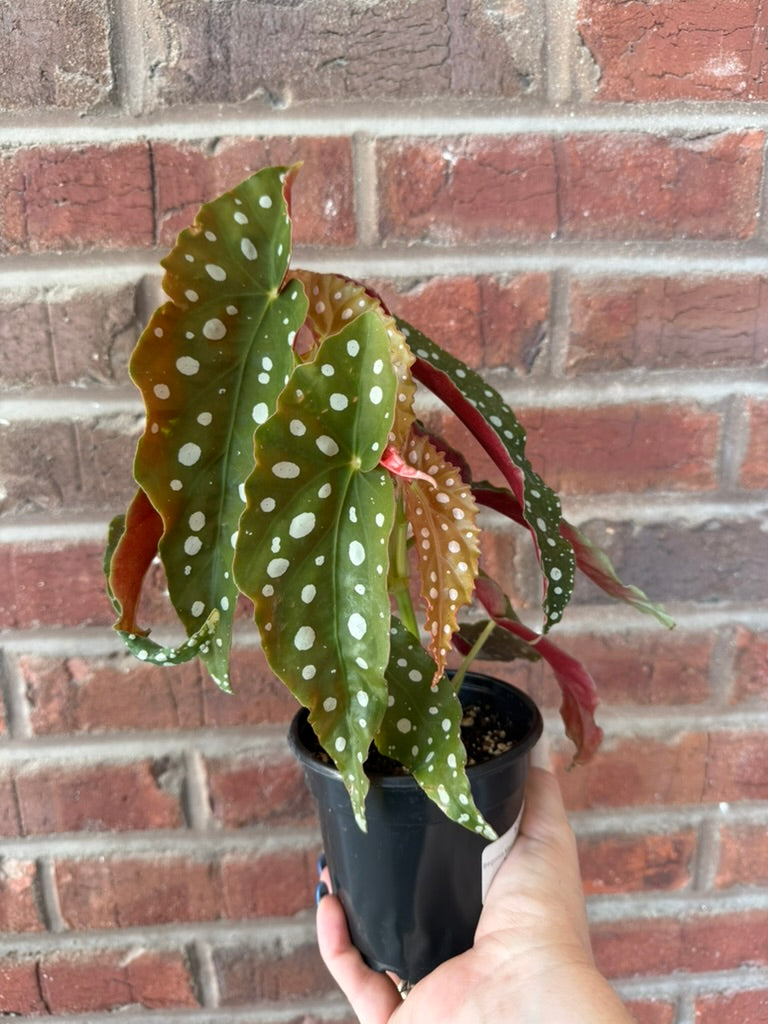 Begonia Maculata | Polka Dot Begonia