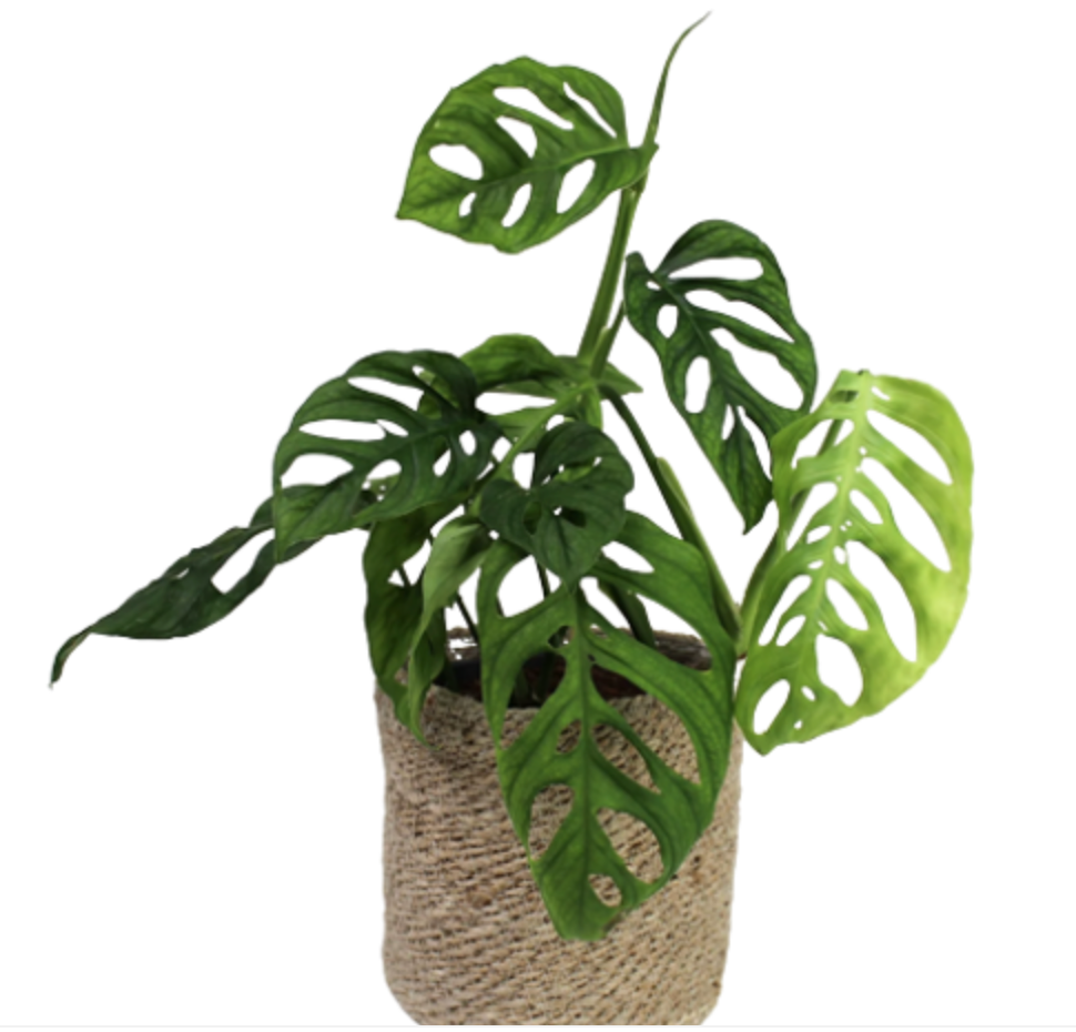 Monstera &