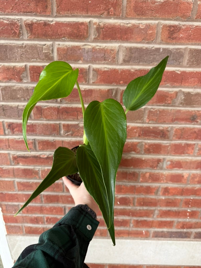 Monstera &