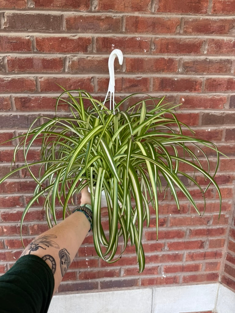 Chlorophytum Comosum | Spider Plant