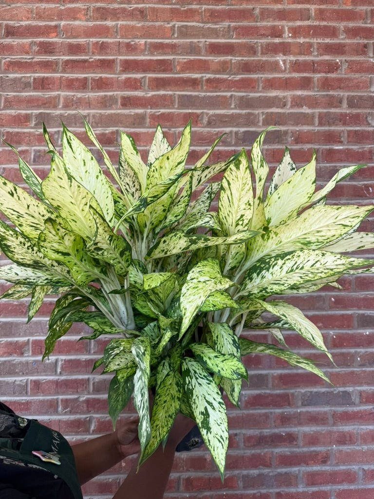Dieffenbachia &