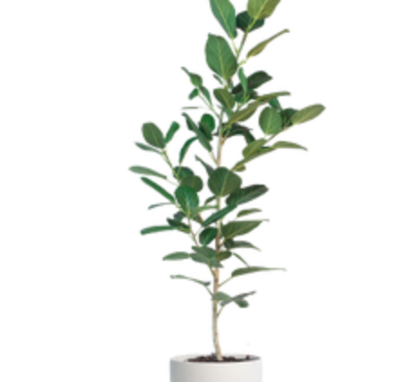 Ficus benghalensis &