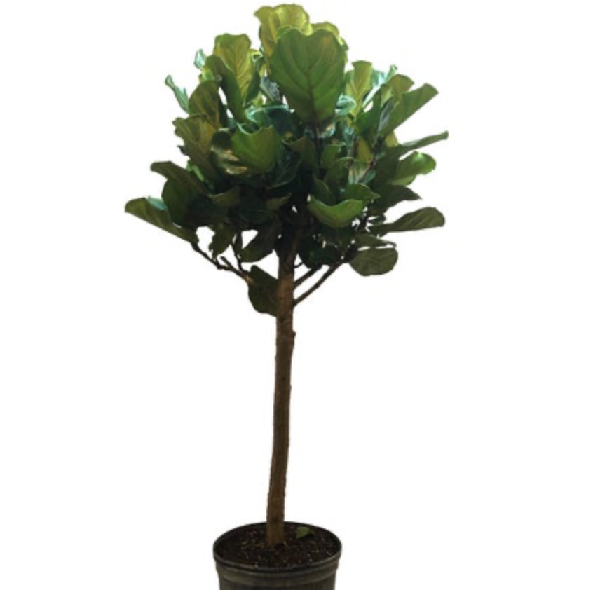 Ficus Lyrata | Fiddle-Leaf Fig