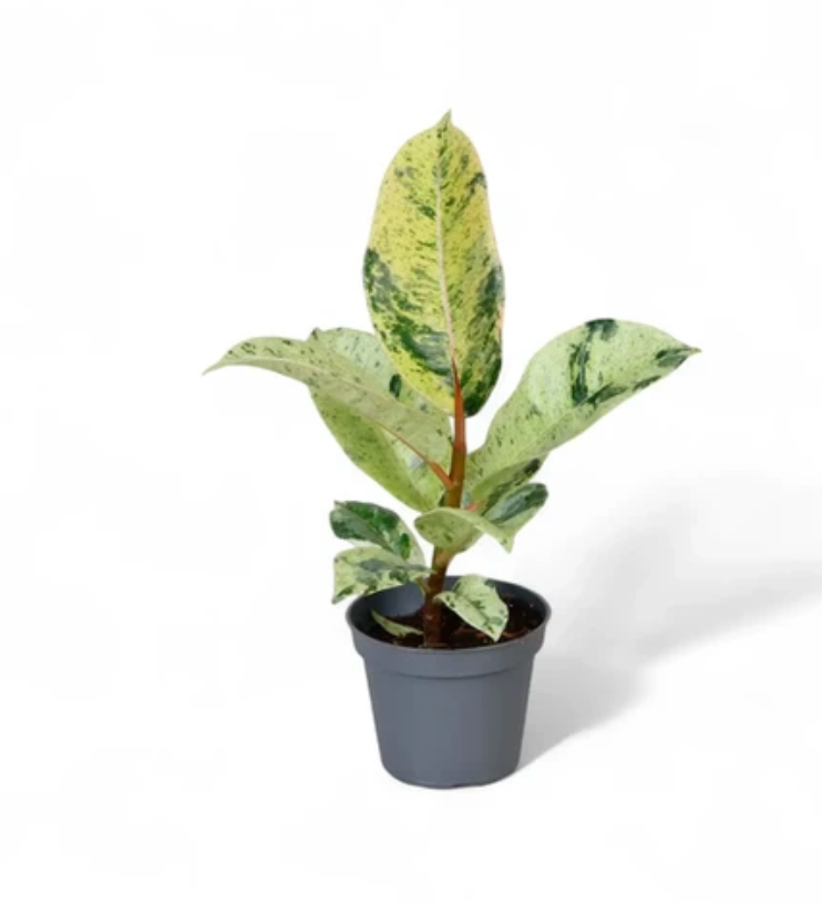 Ficus elastica Shivereana &