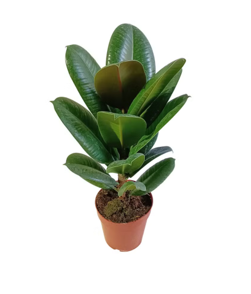 Ficus elastica &