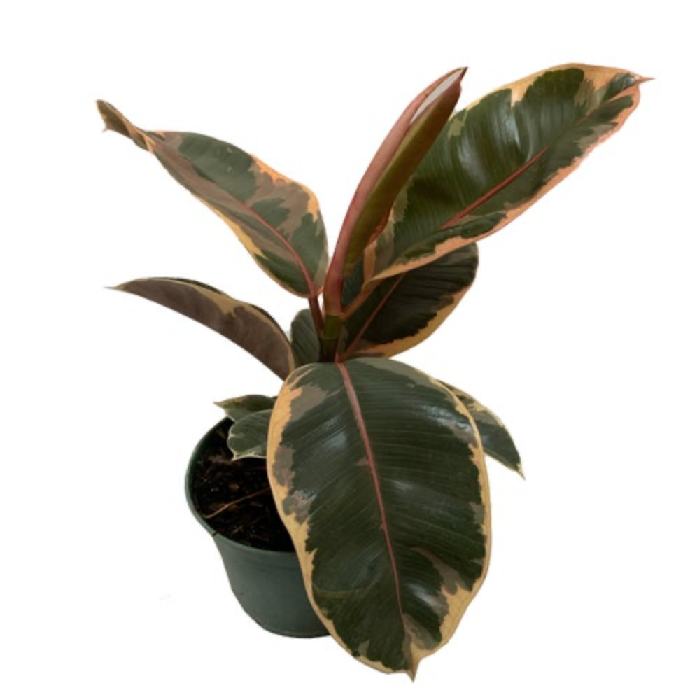 Ficus elastica &