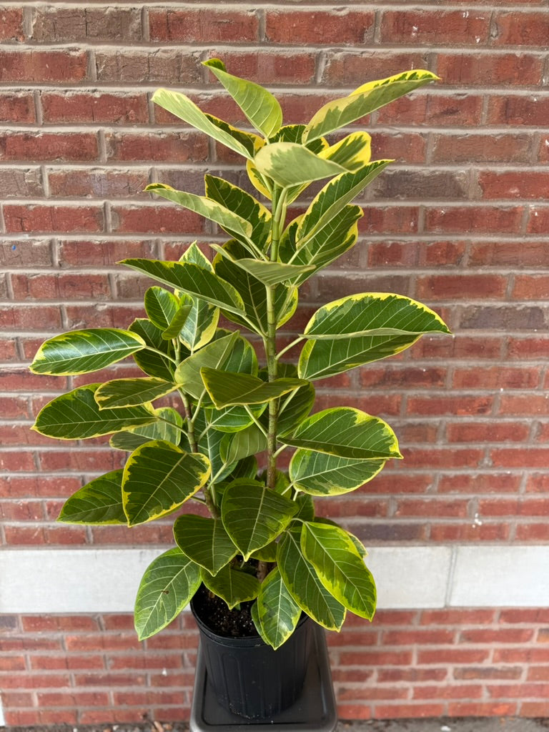 Ficus Altissima &