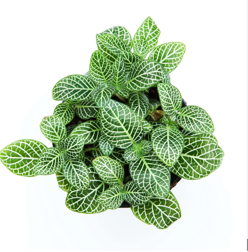 Fittonia albivenis &