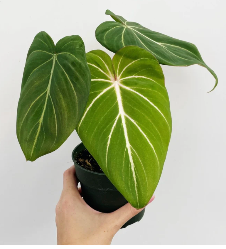 Philodendron Gloriosum