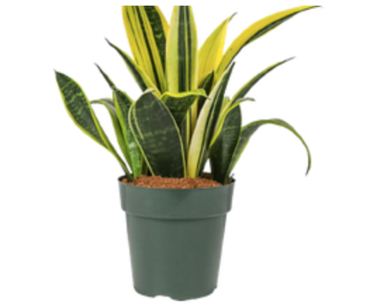 Dracaena &