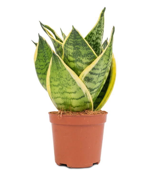 Dracaena trifasciata &