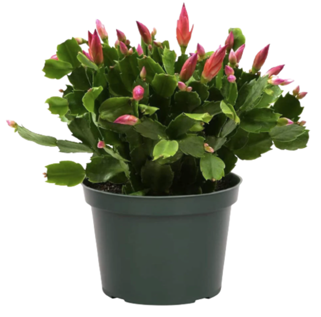 Schlumbergera | Holiday Cactus