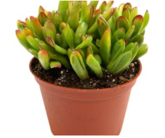 Crassula Ovata &