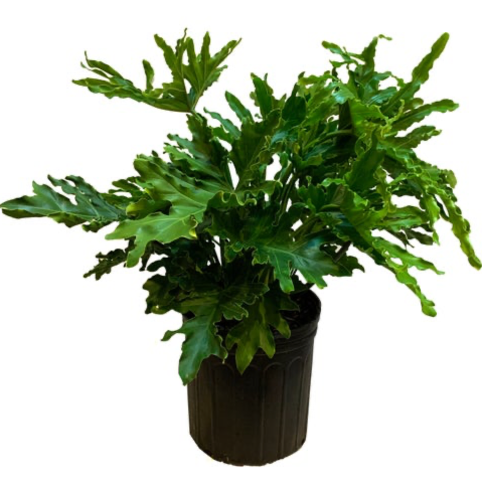 Philodendron &