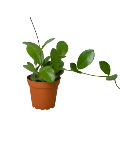 Hoya australis | Wax Plant