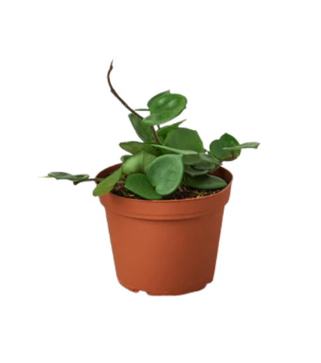 Hoya carnosa &