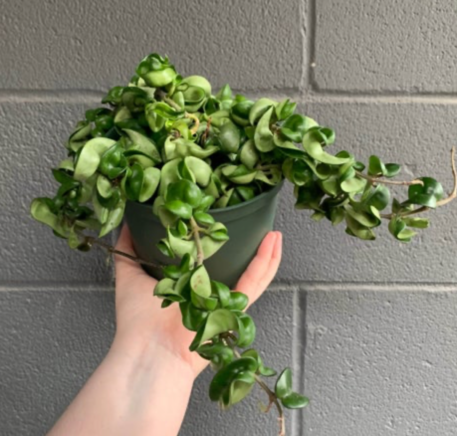 Hoya carnosa &