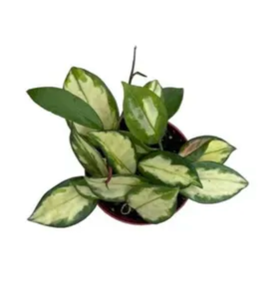 Hoya carnosa &