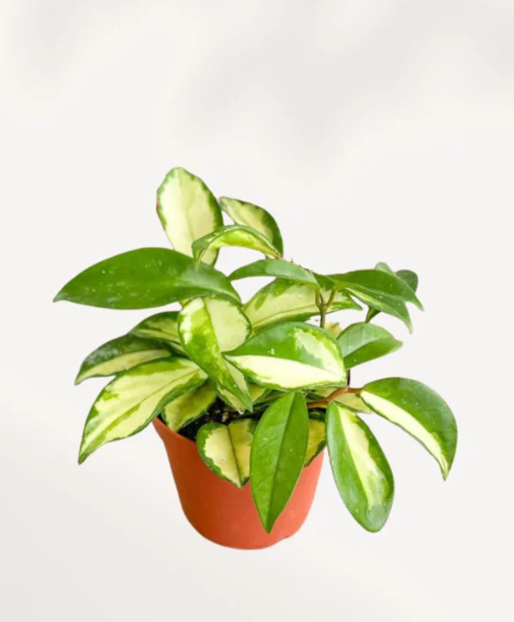 Hoya carnosa &