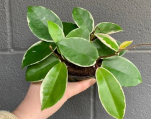 Hoya carnosa &