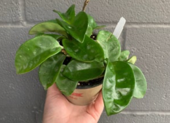 Hoya carnosa &