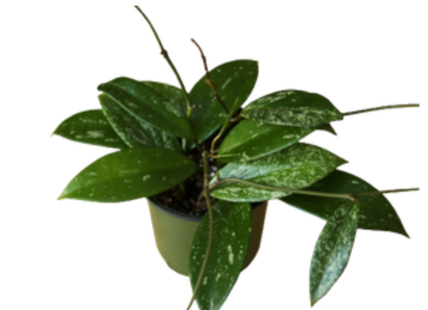 Hoya Pubicalyx &