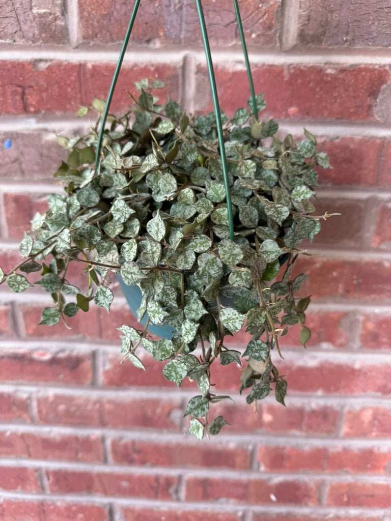 Hoya Curtisii | Wax Plant