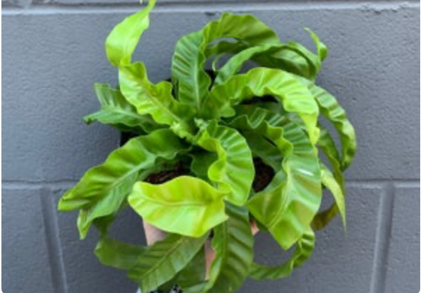 Asplenium Antiquum &