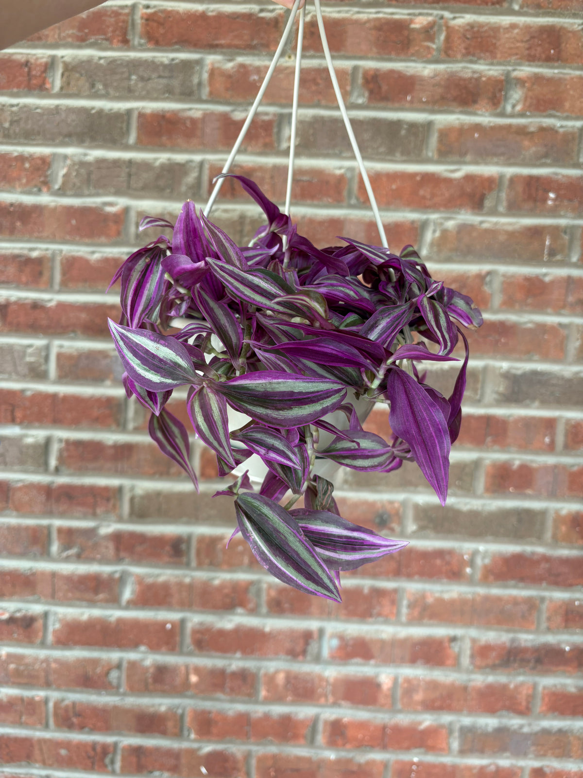 Tradescantia &