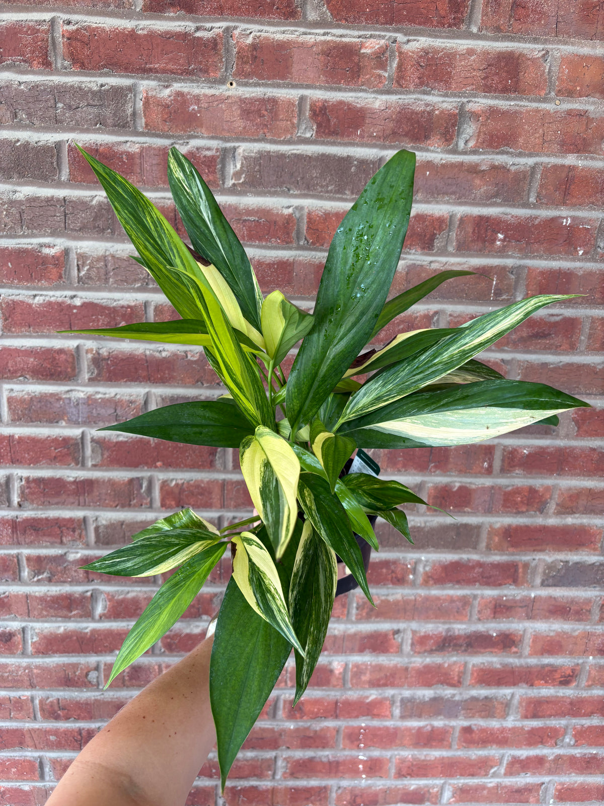 Epipremnum &