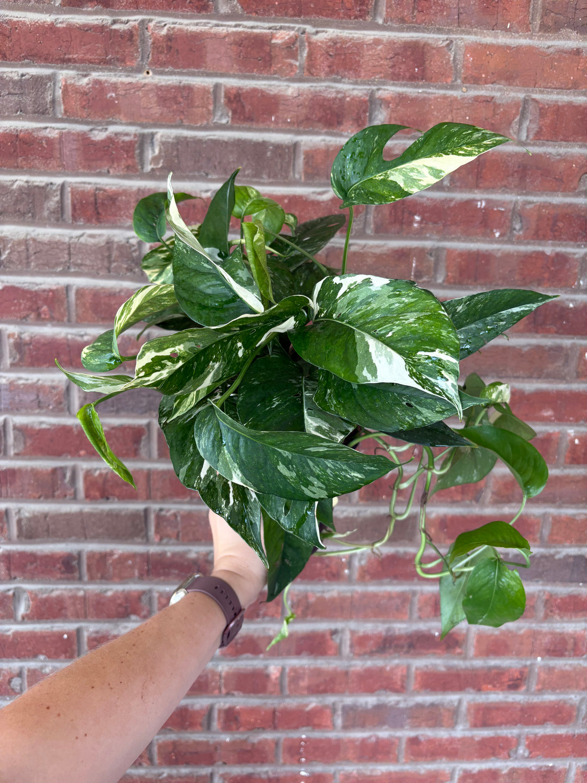 Epipremnum pinnatum &