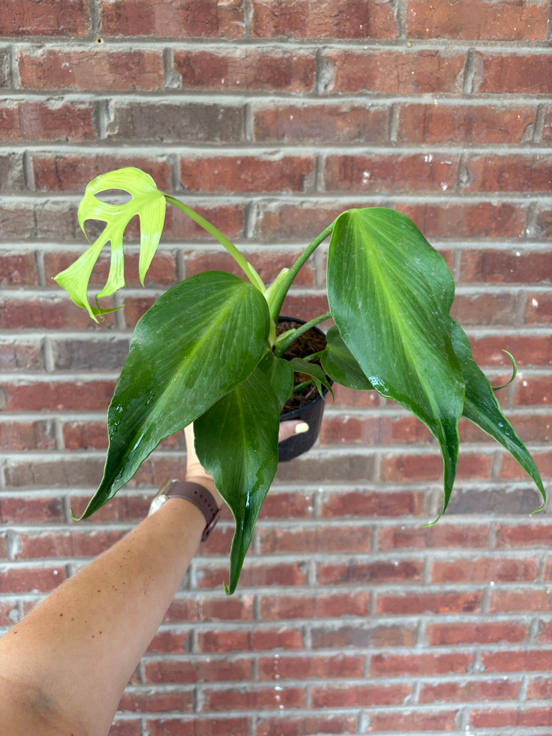 Monstera &