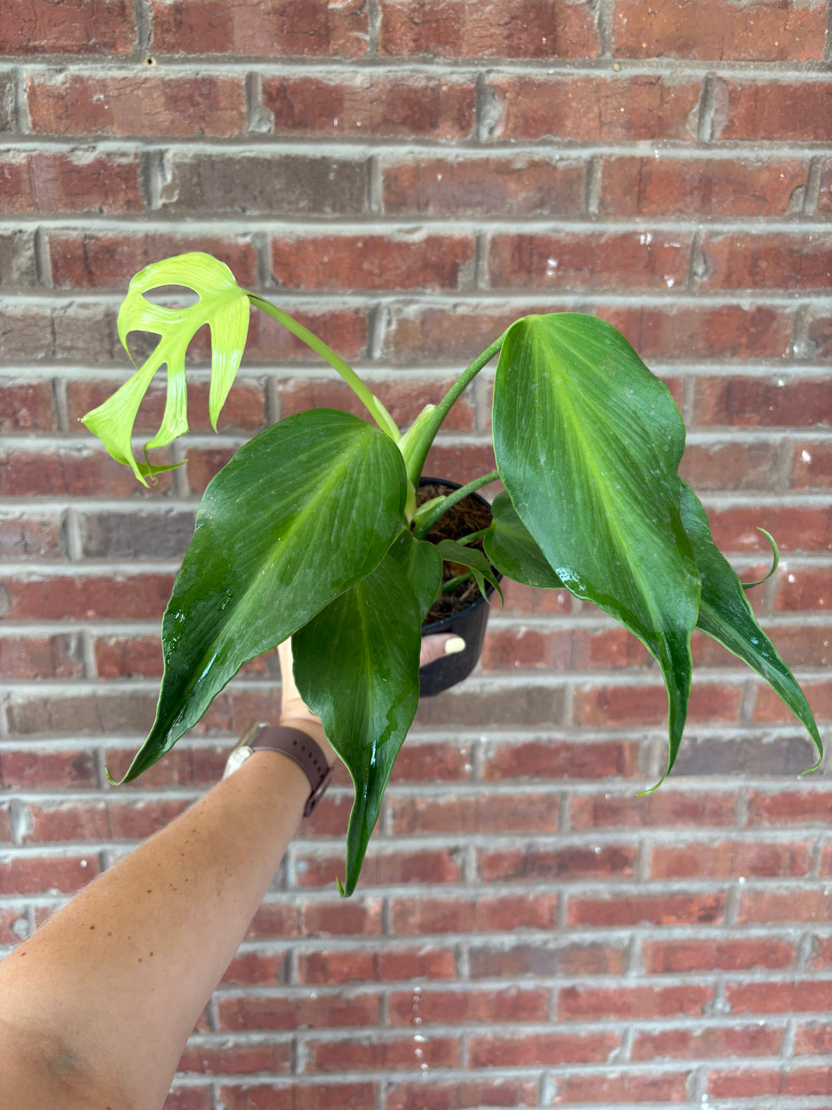 Monstera &