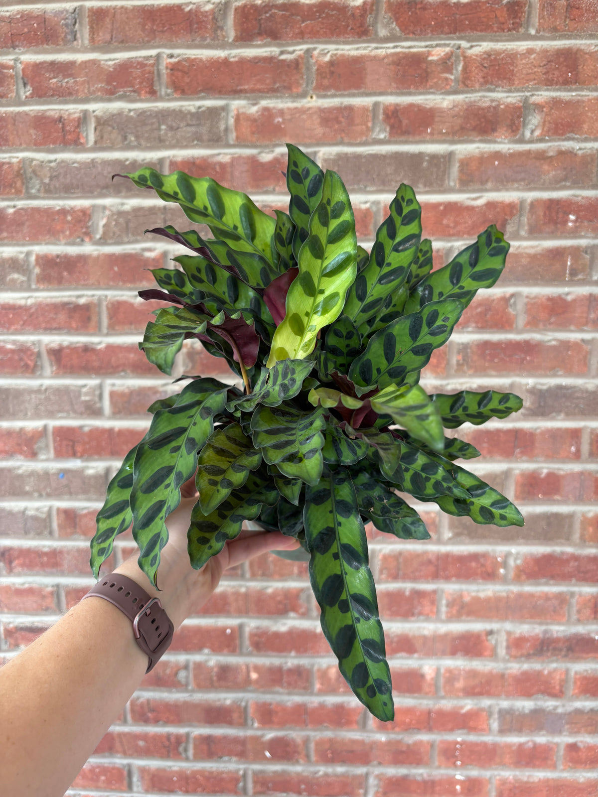 Calathea Lancifolia | Rattlesnake Calathea