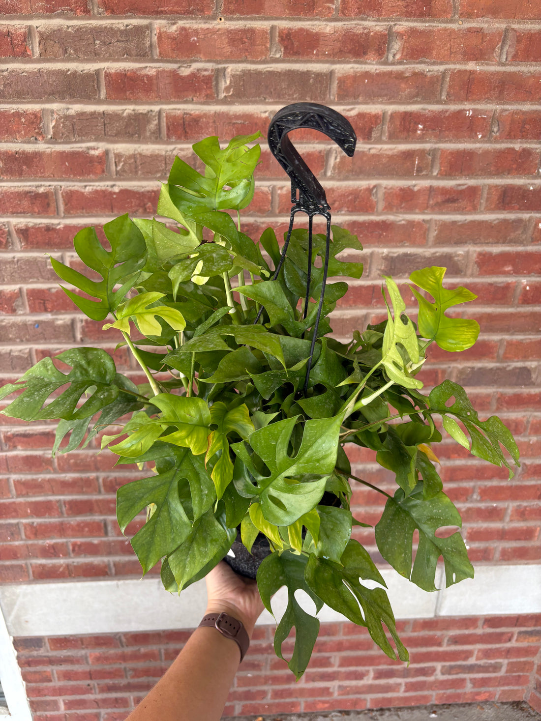 Rhaphidophora Tetrasperma | Mini Monstera