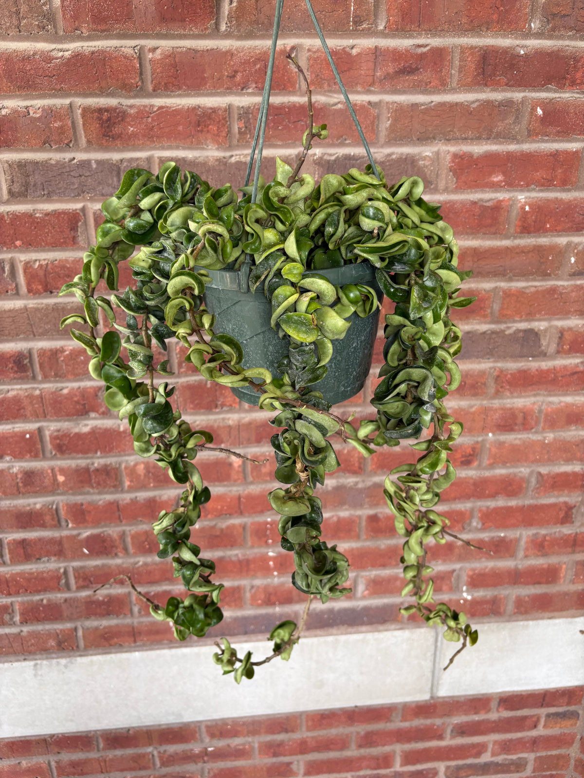 Hoya carnosa &