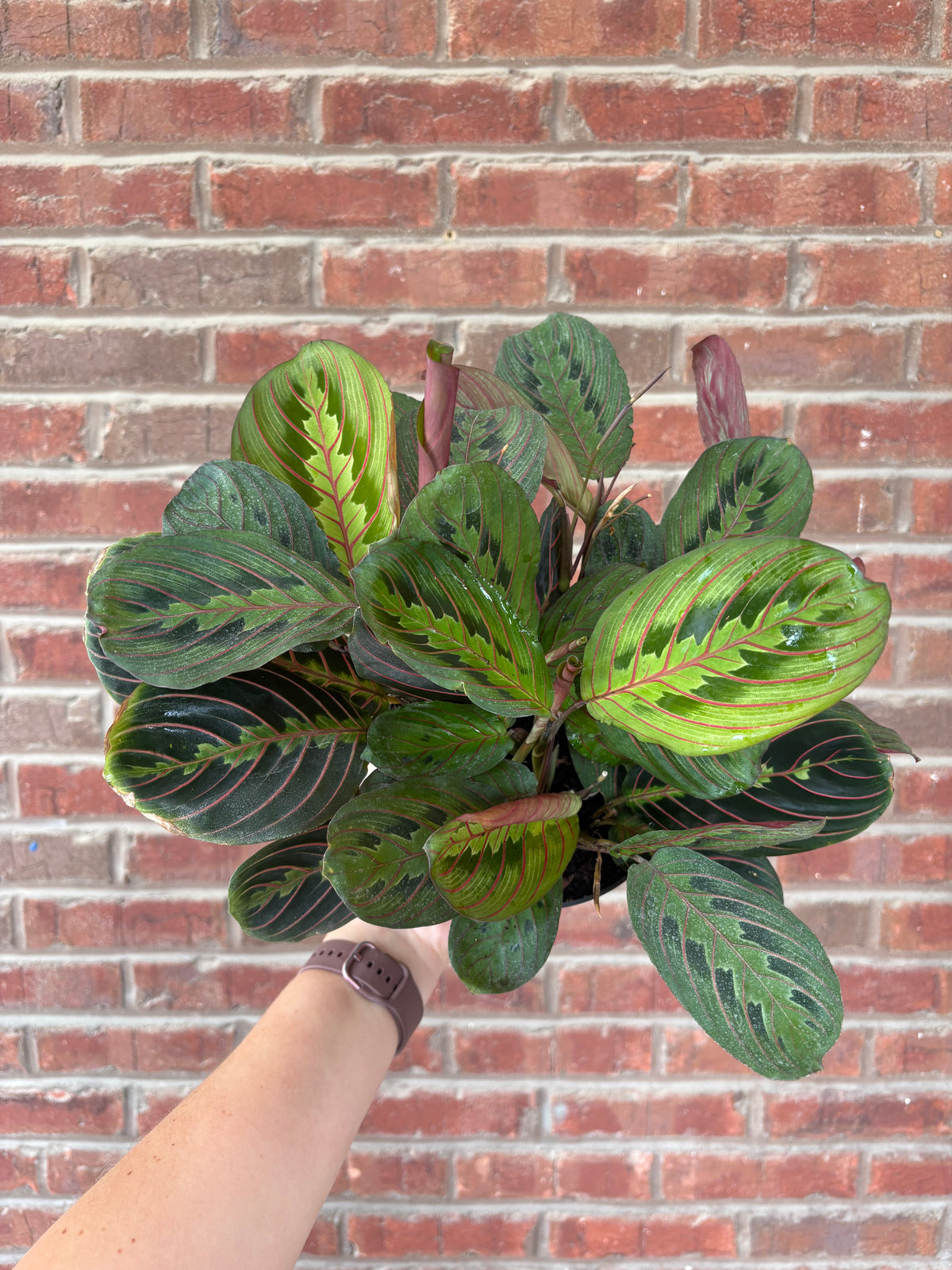 Maranta leuconeura &