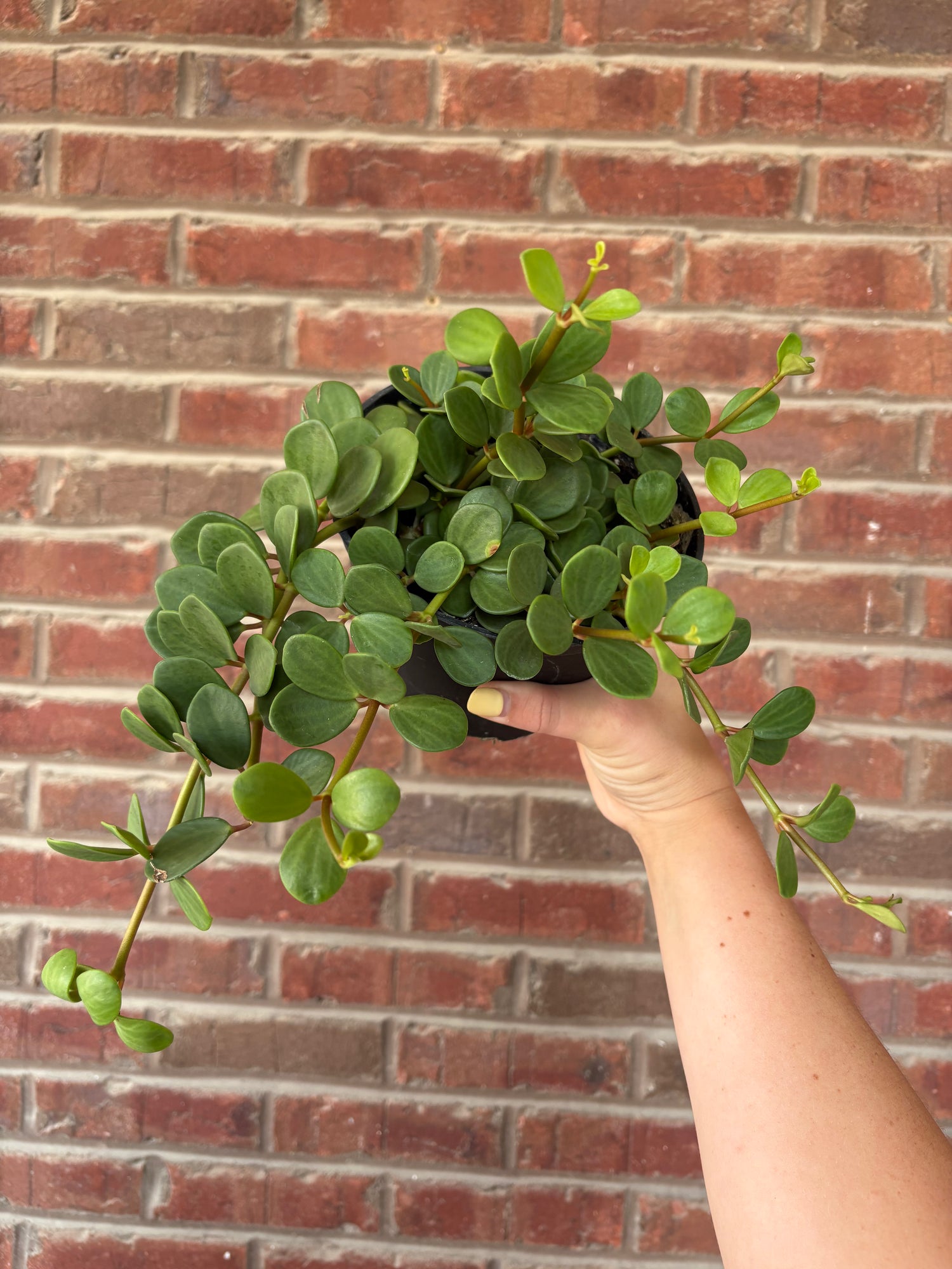 Peperomia tetraphylla &