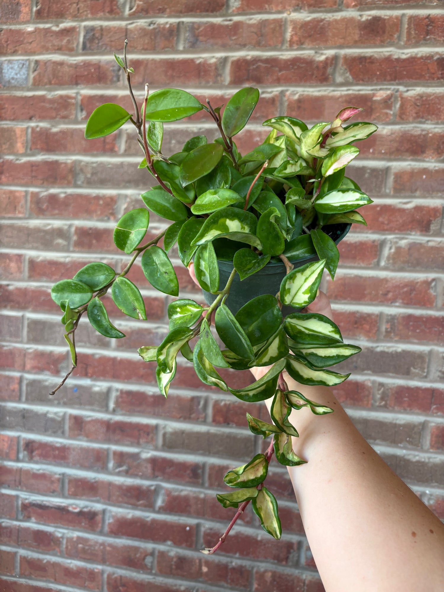 Hoya carnosa &