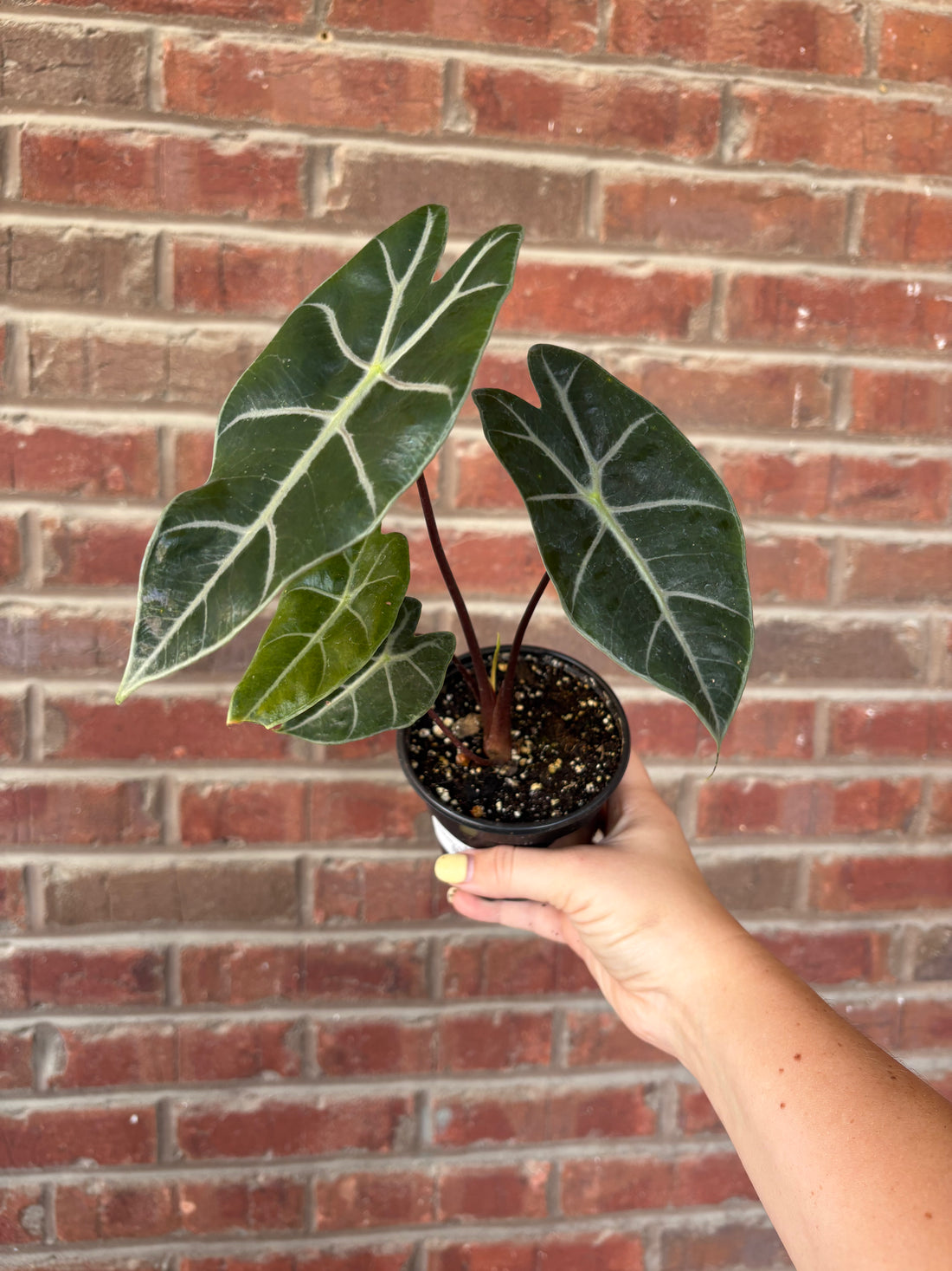 Alocasia Suhirmaniana Purple