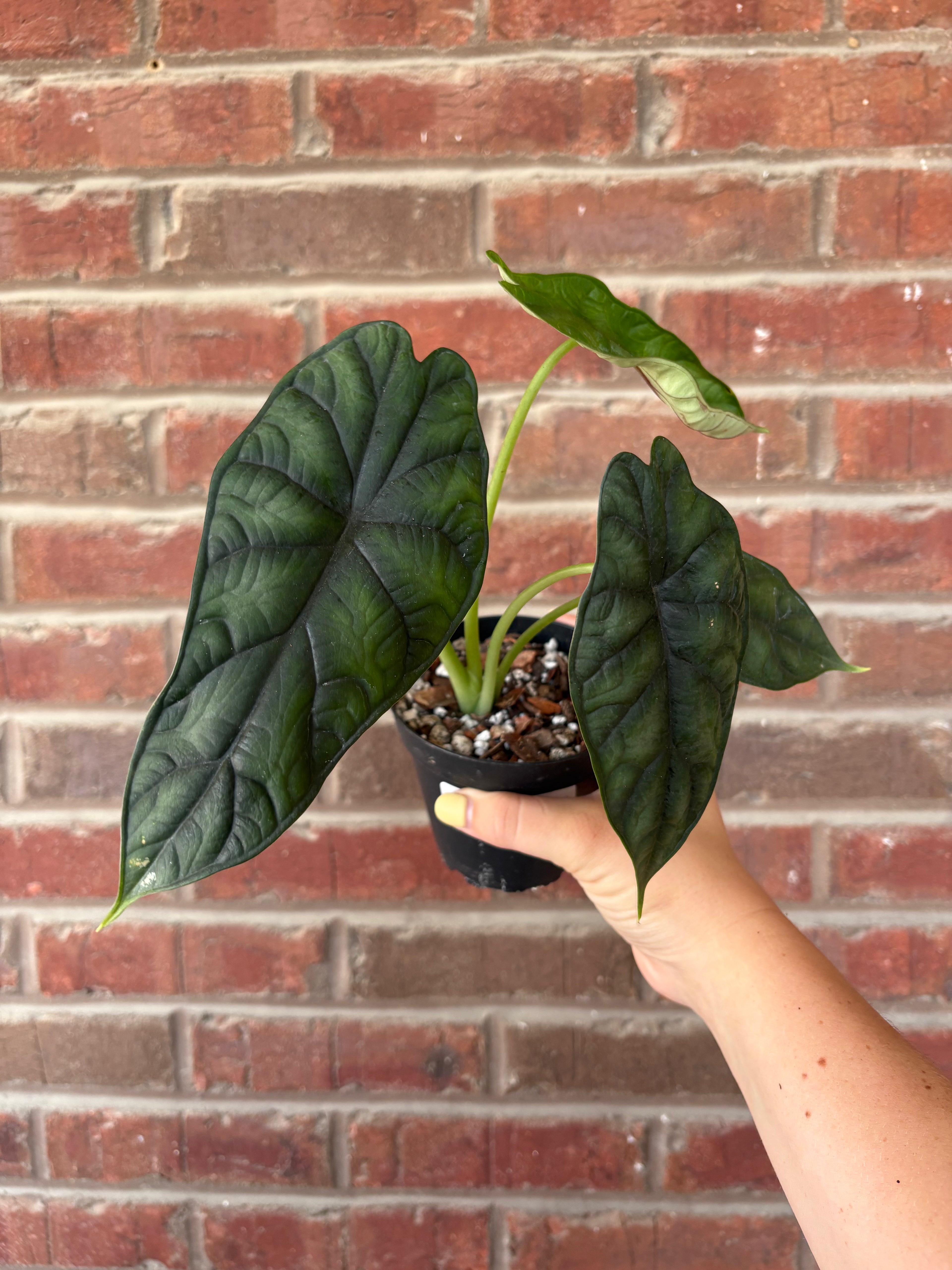 Alocasia Baginda &