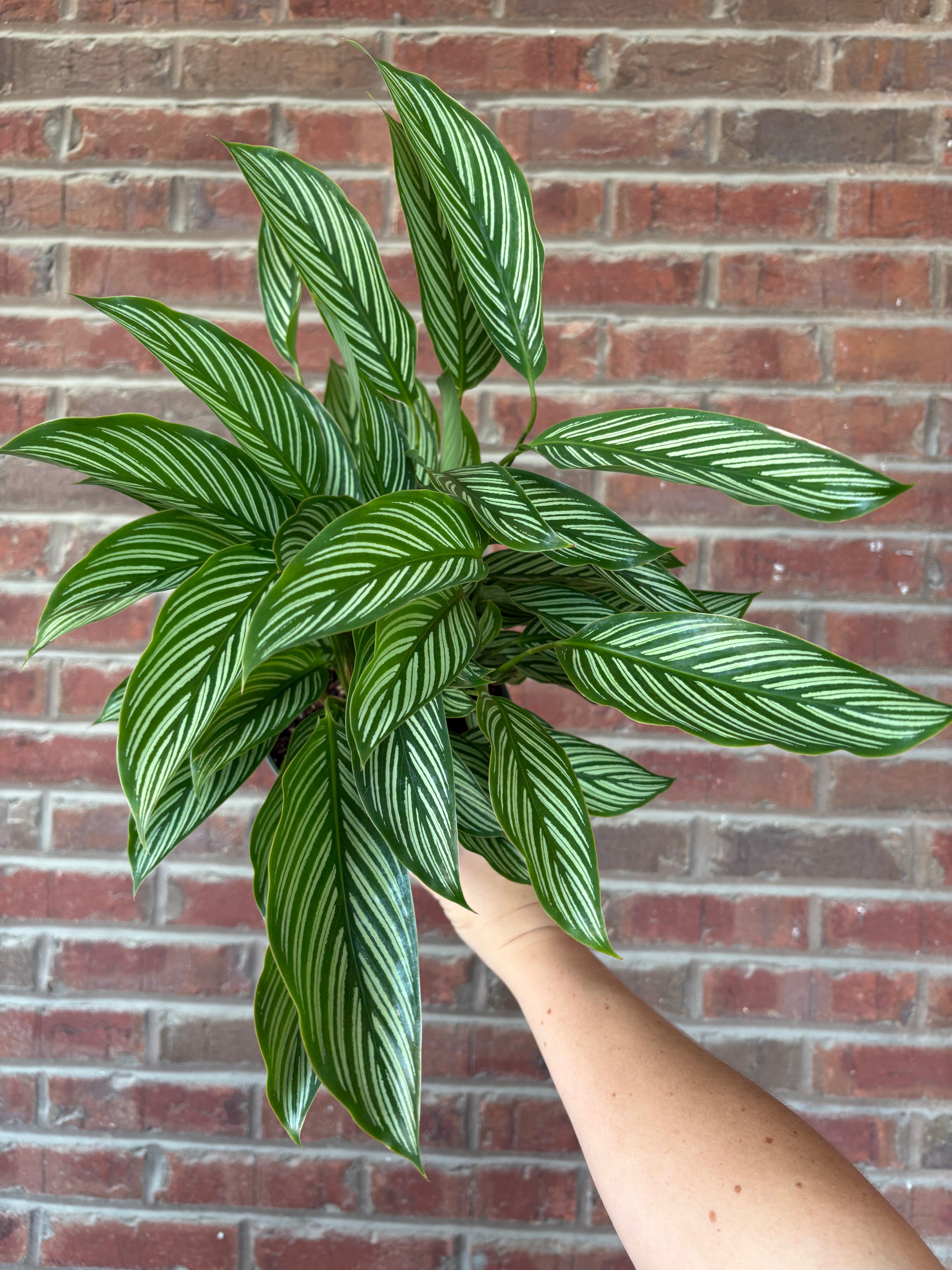 Calathea &
