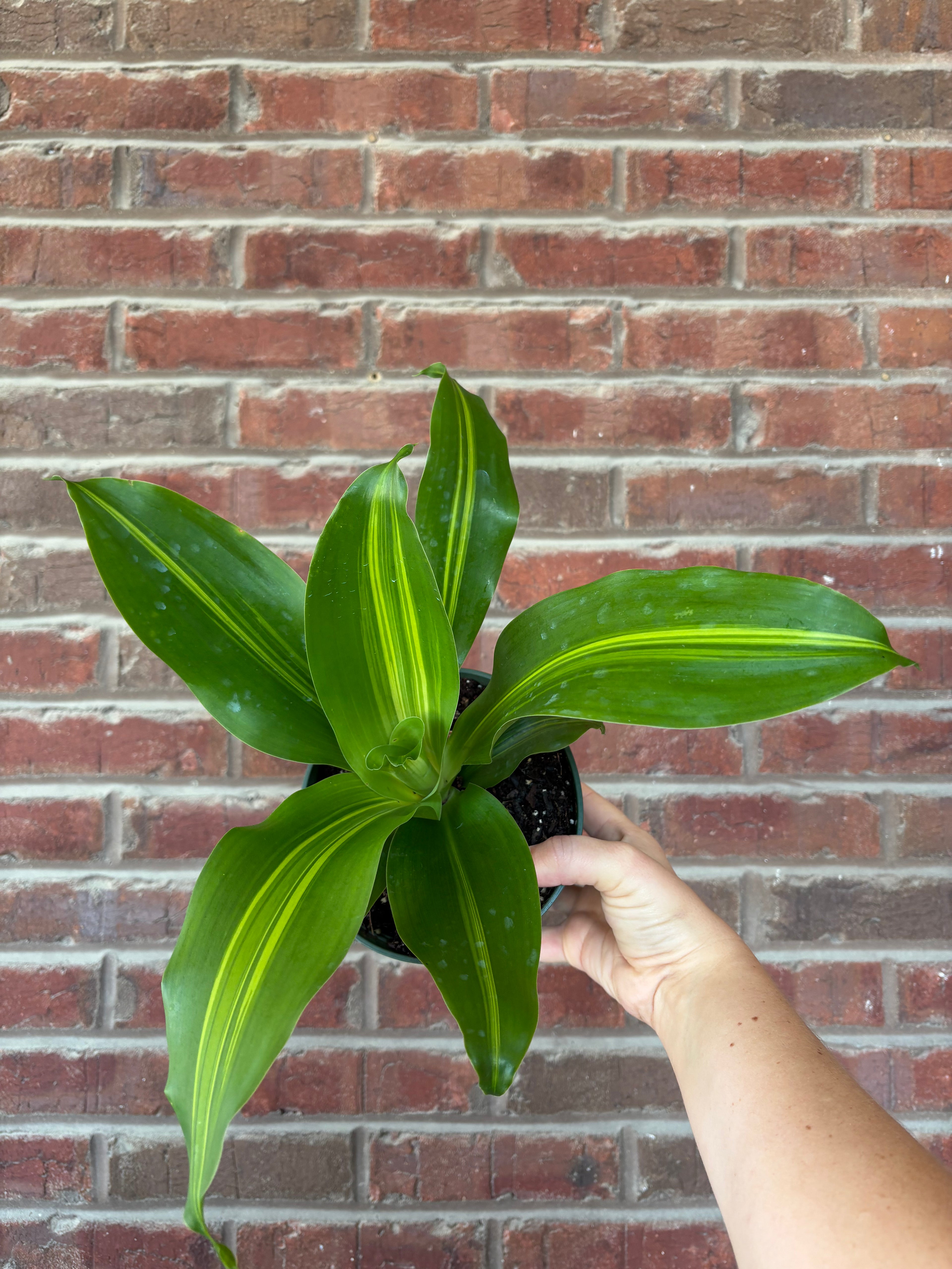 Dracaena &