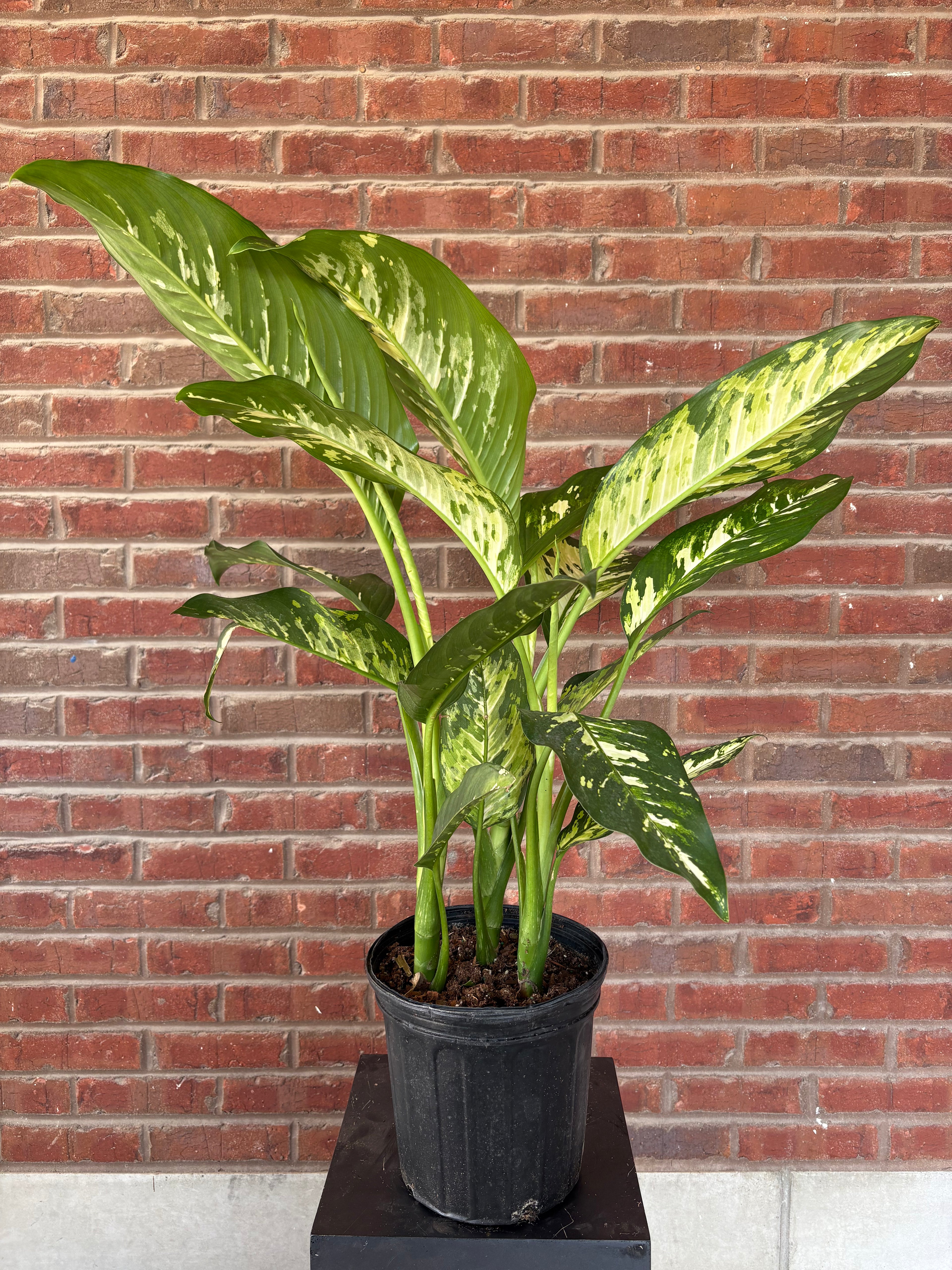 Dieffenbachia &
